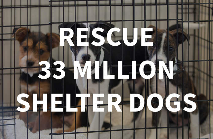 Rescue 33 million shelter dogs